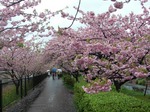 kawadu-1.jpg