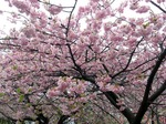 kawadu-2.jpg