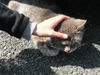 neko2.jpg
